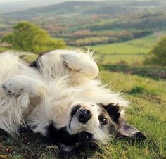 A imagem mostra um cachorro border collie blue merle deitado na grama.